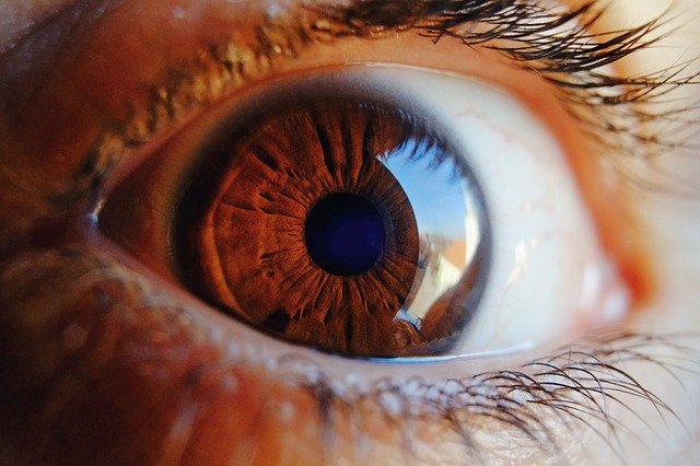 Detail na ľudské hnedé oko s dlhými mihalnicami